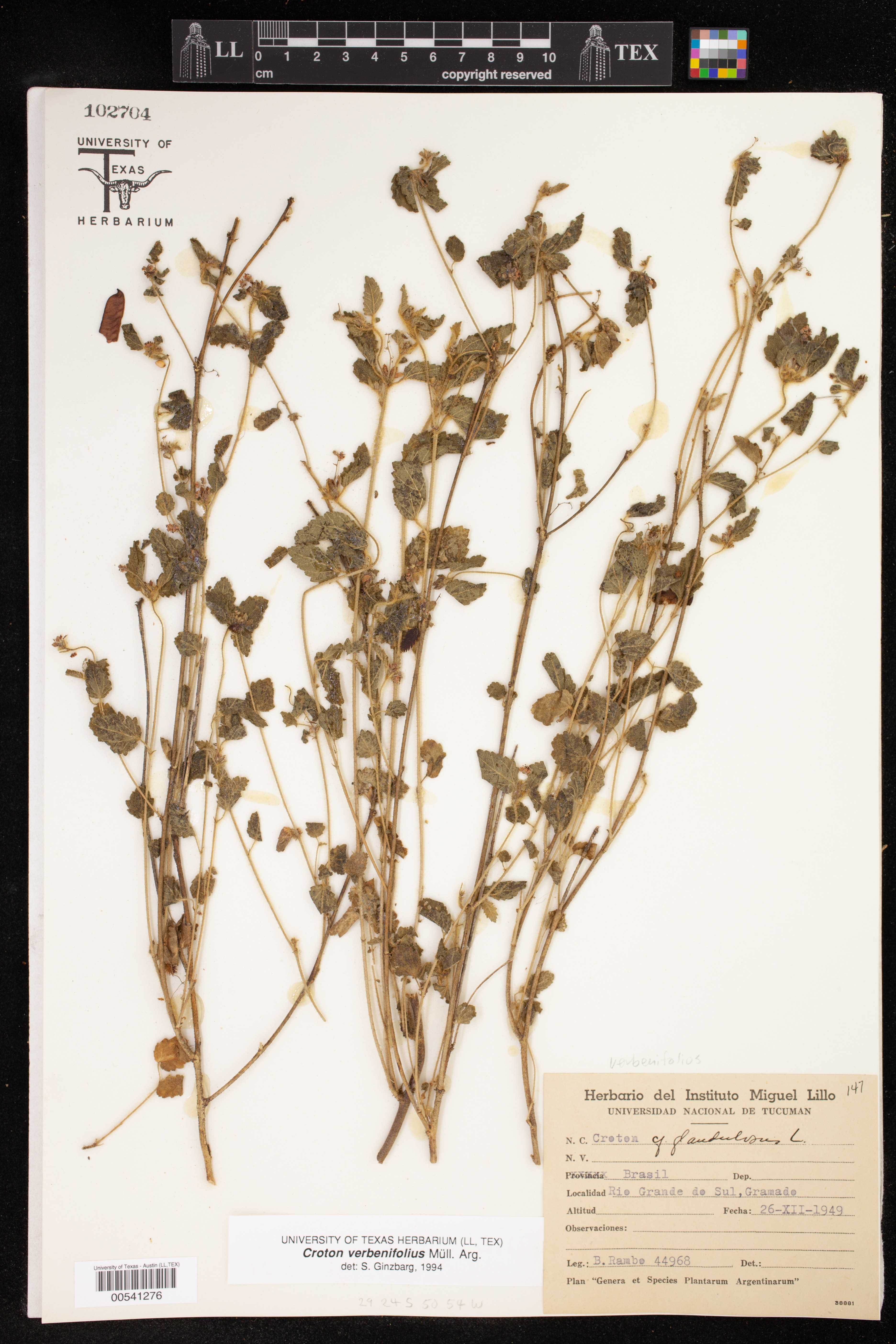 Croton verbenifolius