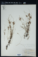 Image of Cyperus castaneus