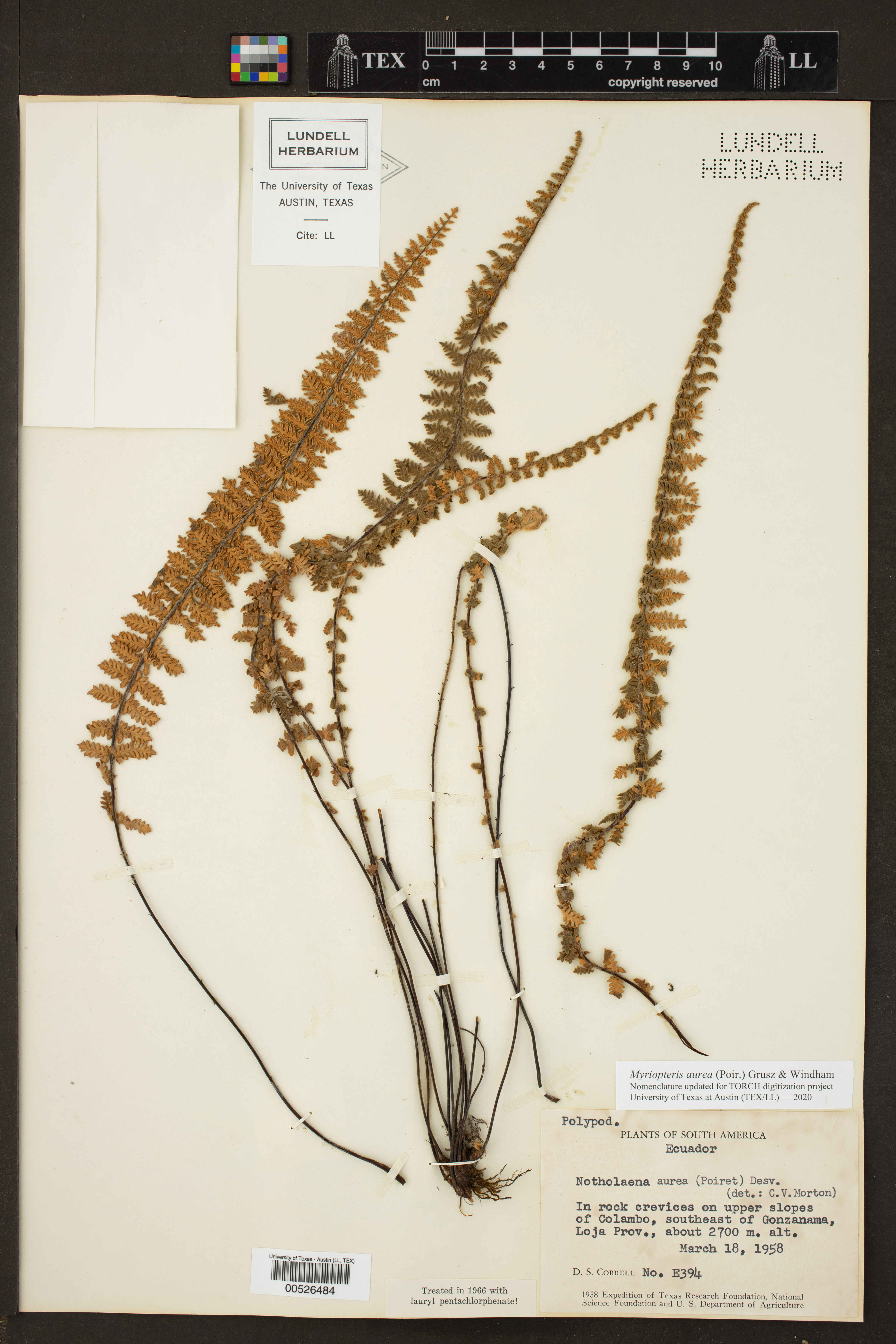 Myriopteris aurea image