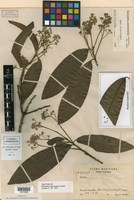 Nectandra martinicensis image