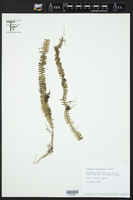 Dichaea tenuifolia image