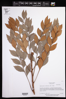 Phyllanthus arbuscula image