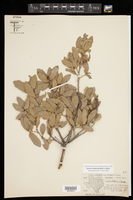 Quercus mohriana image