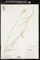 Lygodesmia texana image