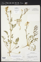 Corydalis curvisiliqua var. curvisiliqua image