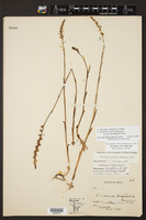 Spiranthes longilabris image