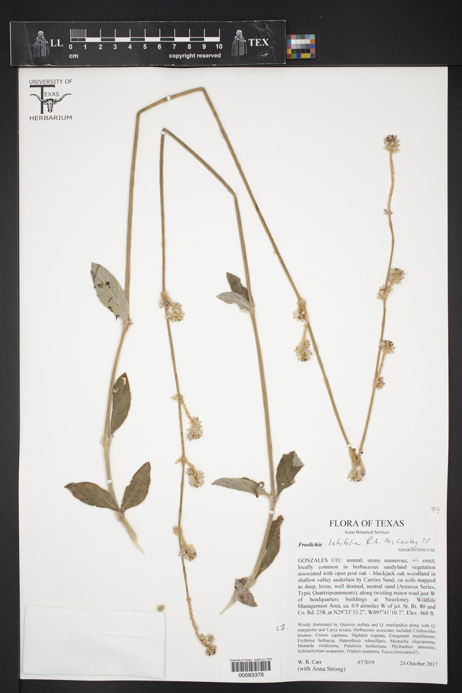 Froelichia latifolia image
