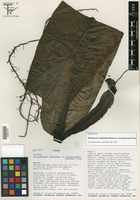 Philodendron ligulatum var. heraclioanum image