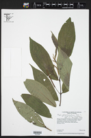 Piper oblanceolatum image