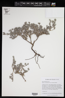 Euploca confertifolia image