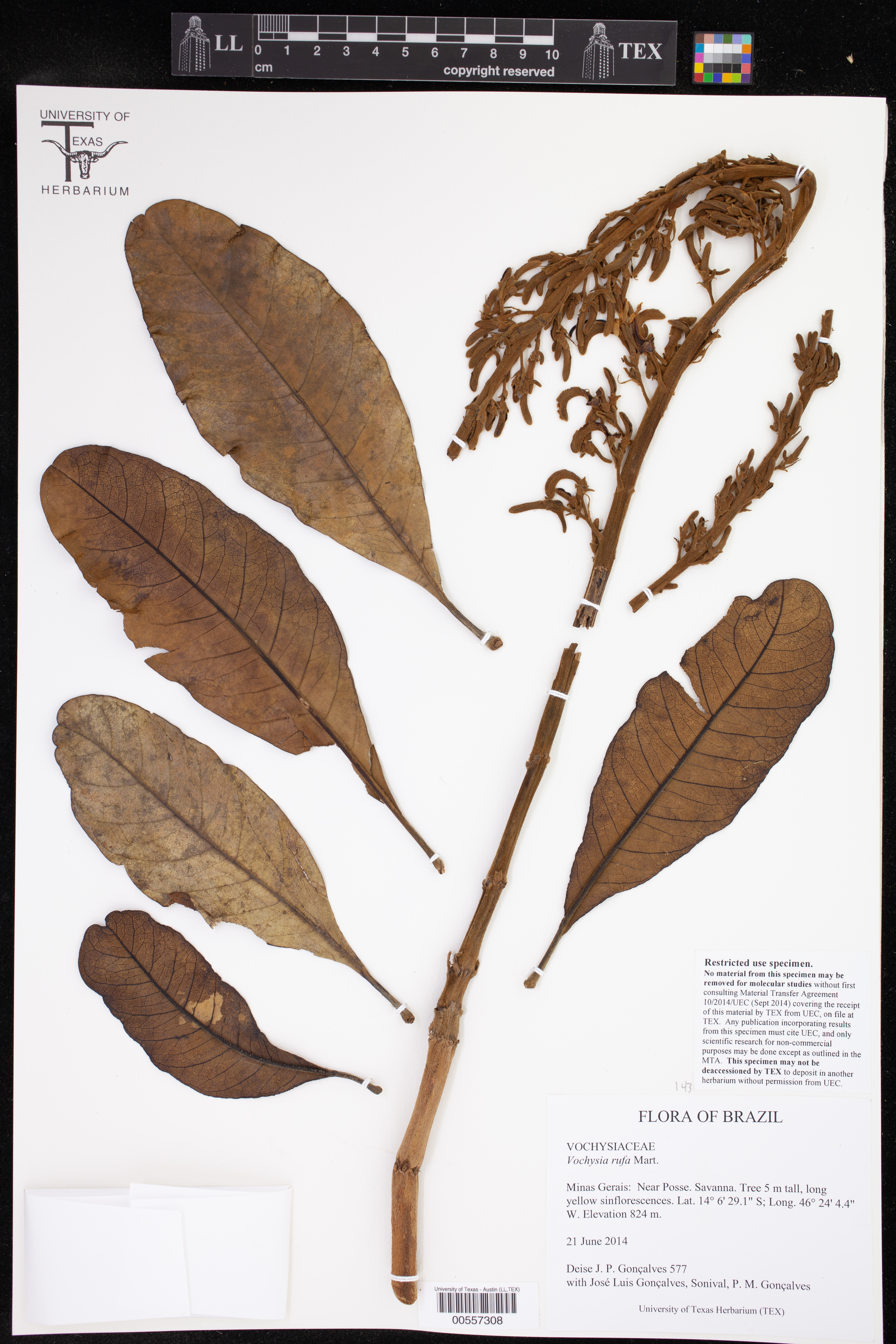 Vochysia rufa