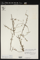Metastelma californicum subsp. californicum image