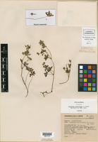 Geranium cruceroense image