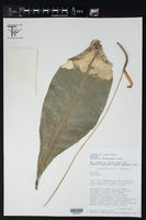 Anthurium glaucospadix image