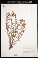 Image of Euphorbia boetica