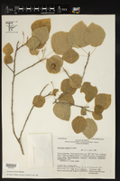 Astrocasia peltata image