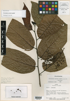 Image of Perrottetia excelsa