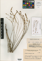 Polygala stenophylla image