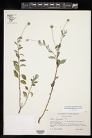Varronia podocephala image