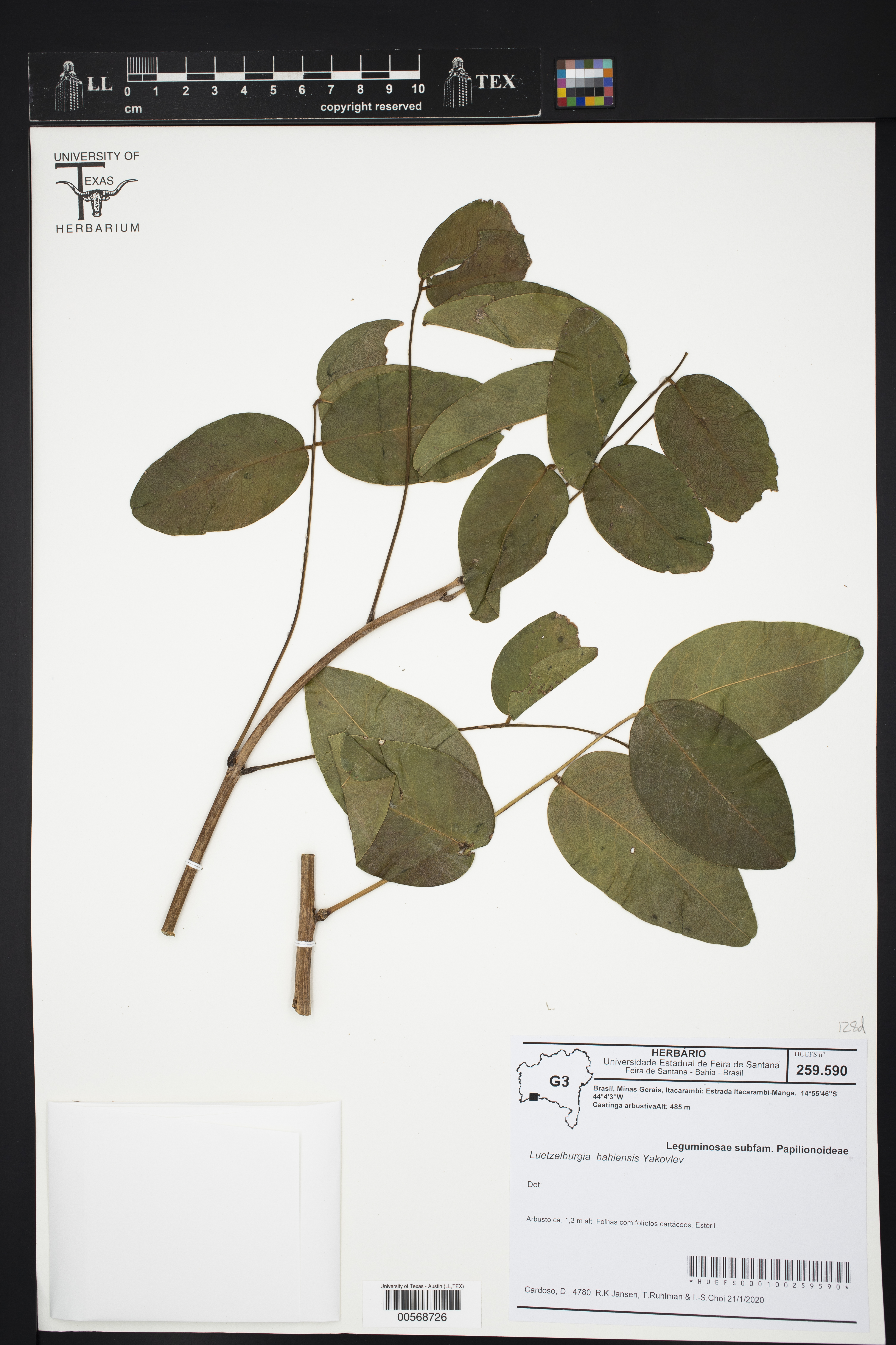 Luetzelburgia bahiensis