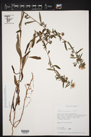 Symphyotrichum carnerosanum image