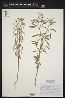 Euphorbia succedanea image