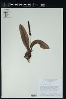 Anthurium willdenowii image