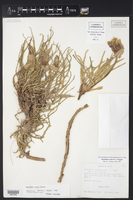 Oenothera coryi image