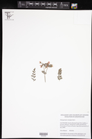 Image of Pelargonium crassipes