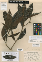 Ocotea oblonga subsp. oblonga image