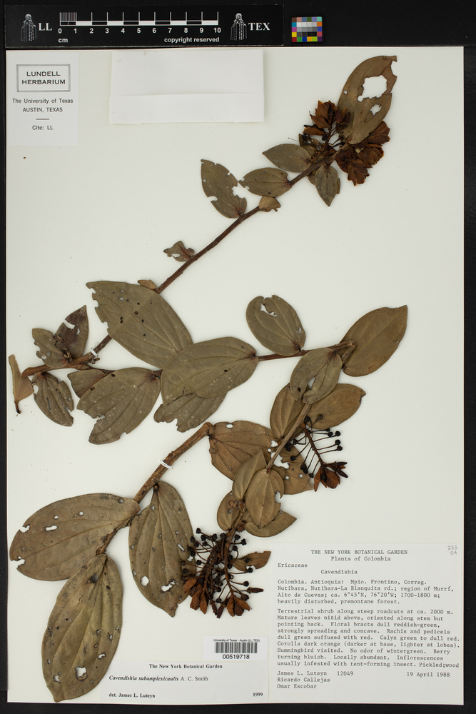 Cavendishia subamplexicaulis image