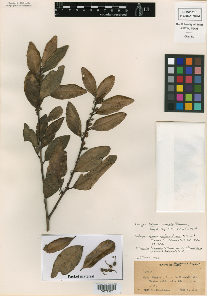 Lyonia truncata var. montecristina image