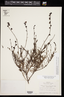 Agalinis maritima var. grandiflora image