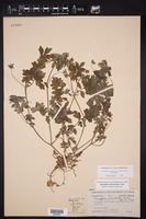 Nemophila sayersensis image