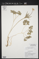 Anemone tuberosa var. texana image