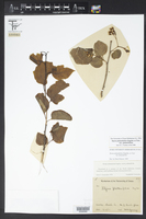 Styrax platanifolius var. platanifolius image