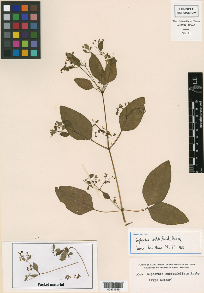Euphorbia subtrifoliata image