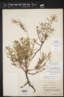 Oenothera berlandieri subsp. berlandieri image
