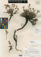 Eriogonum arcuatum var. rupicola image