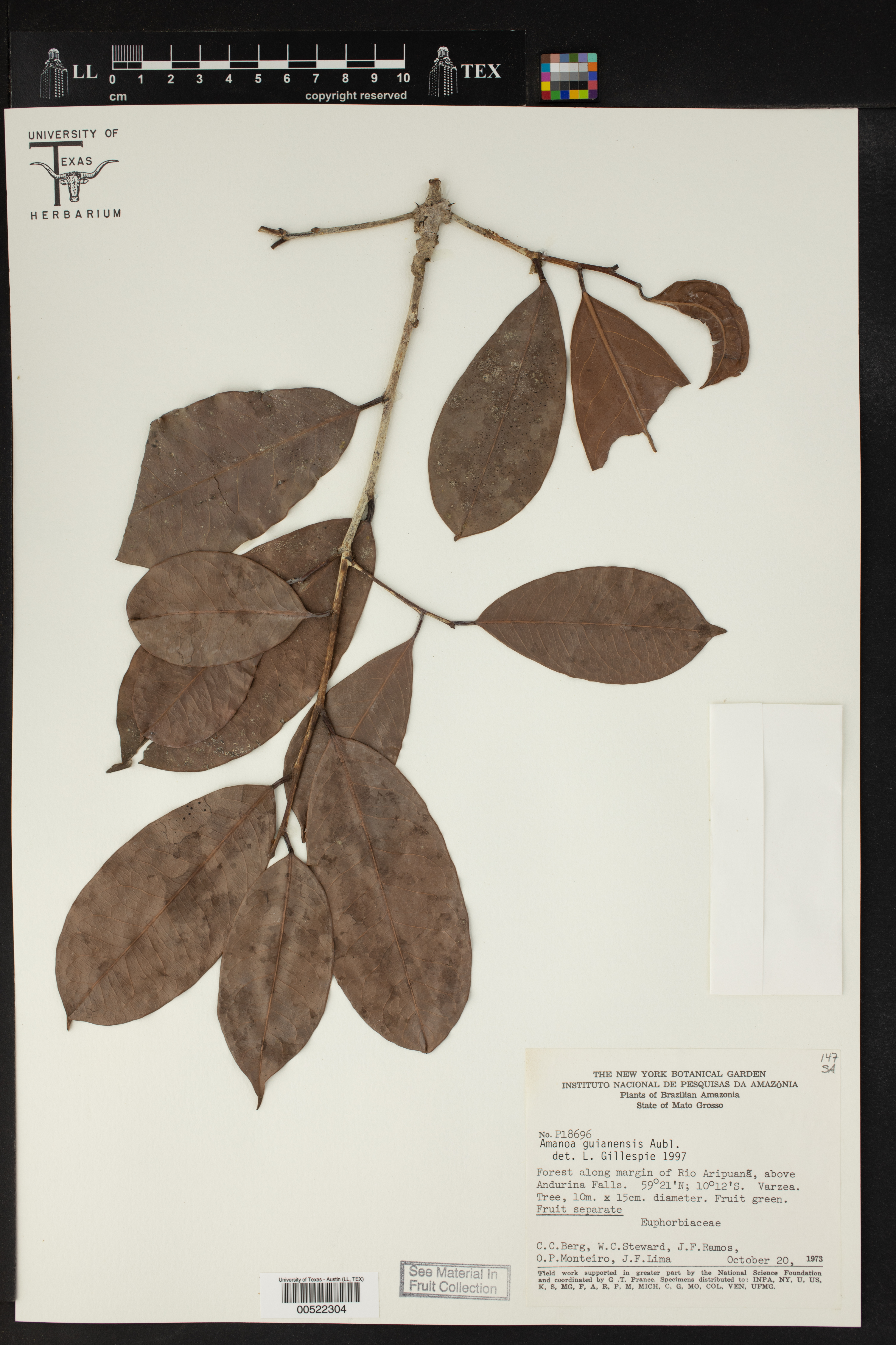 Amanoa guianensis