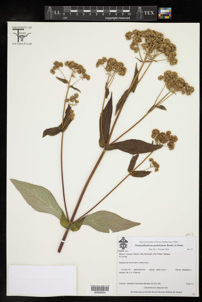 Desmanthodium perfoliatum image