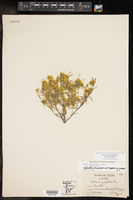 Pectis angustifolia var. angustifolia image