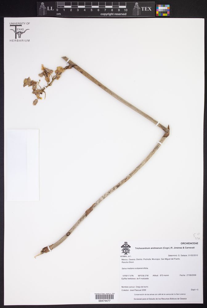 Trichocentrum andreanum image