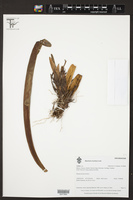 Image of Maxillaria rhombea