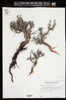 Eriogonum suffruticosum image