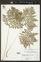 Image of Athyrium spinulosum