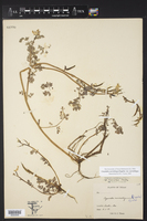 Corydalis curvisiliqua var. curvisiliqua image