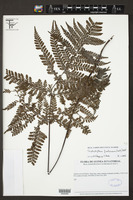 Triplophyllum fraternum image