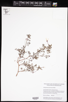Pelargonium fruticosum image