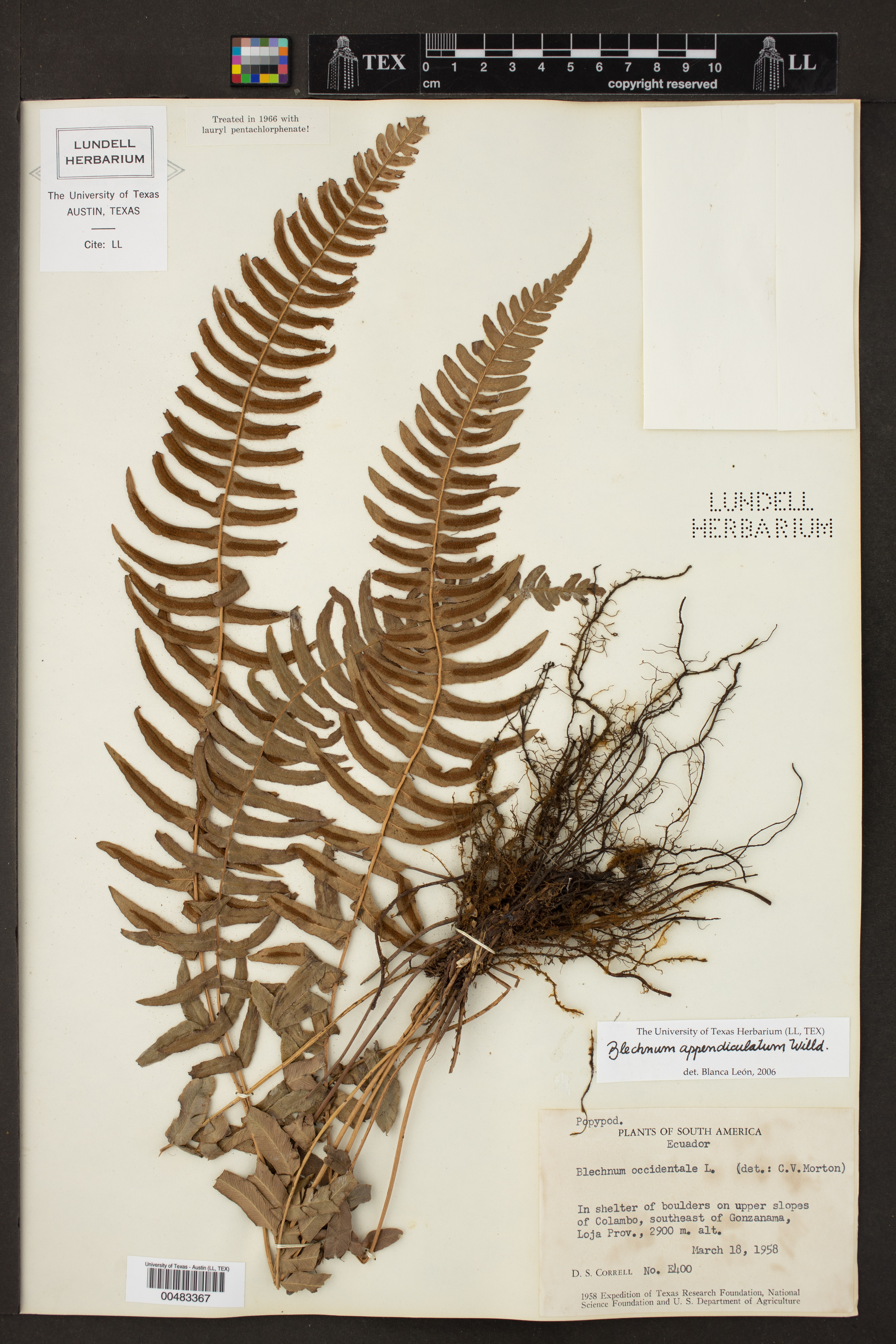 Blechnum appendiculatum image